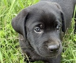 Small Photo #20 Labrador Retriever Puppy For Sale in SPOTSYLVANIA, VA, USA