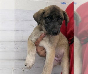 German Shepherd Dog Dogs for adoption in San Bernardino, CA, USA