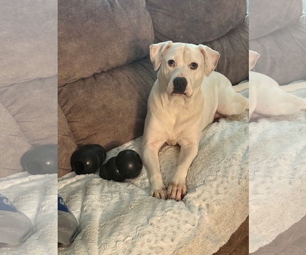 Medium Photo #9 American Staffordshire Terrier-Unknown Mix Puppy For Sale in Holly Springs, NC, USA