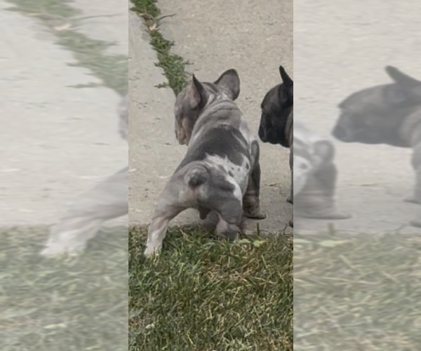 Medium Photo #10 French Bulldog Puppy For Sale in SUSSEX, WI, USA