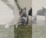 Small #9 French Bulldog