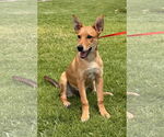 Small #1 Basenji-Carolina Dog Mix