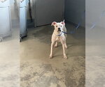 Small Boxer Mix