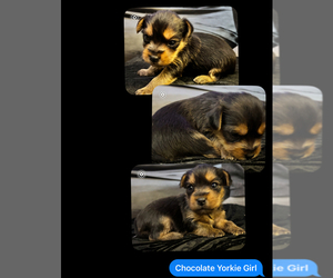Yorkie Pin Puppy for sale in NEWPORT NEWS, VA, USA