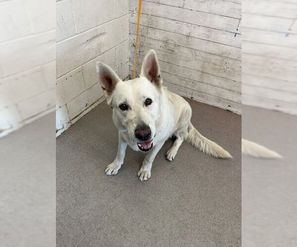 Medium Photo #1 German Shepherd Dog-Unknown Mix Puppy For Sale in San Bernardino, CA, USA