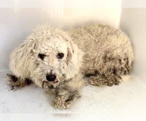 Poodle (Standard)-Unknown Mix Dogs for adoption in Houston, TX, USA