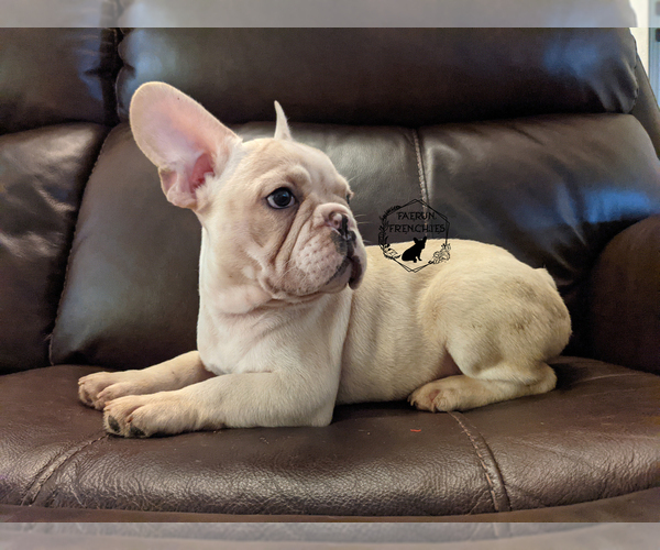 Medium Photo #2 French Bulldog Puppy For Sale in DURANT, OK, USA