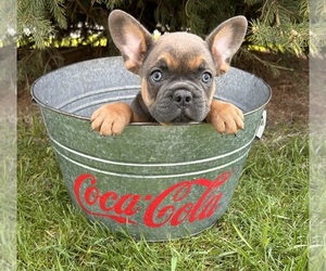 French Bulldog Puppy for Sale in MIDDLEBURY, Indiana USA