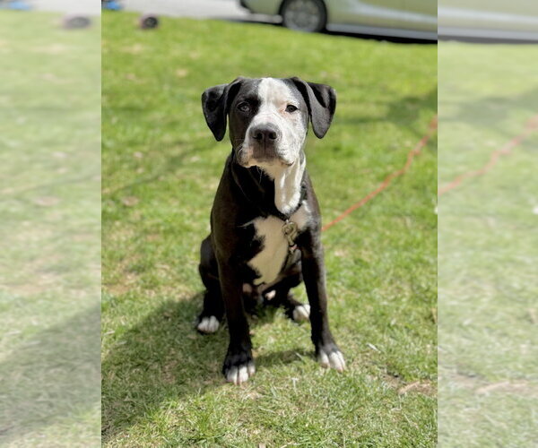 Medium Photo #34 American Pit Bull Terrier-Labrador Retriever Mix Puppy For Sale in Brewster, NY, USA