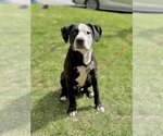 Small #33 American Pit Bull Terrier-Labrador Retriever Mix