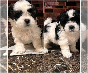 Shih Tzu Puppy for Sale in LAKE GENEVA, Wisconsin USA