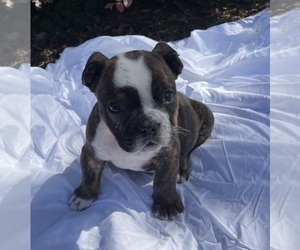 English Bulldogge Puppy for sale in HILTON HEAD ISLAND, SC, USA