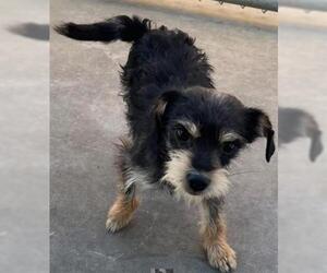 Mutt Dogs for adoption in San Martin, CA, USA