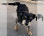 Small Mutt