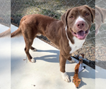 Small #2 American Pit Bull Terrier-Retriever  Mix