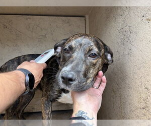 Mastiff-Unknown Mix Dogs for adoption in Oklahoma City, OK, USA