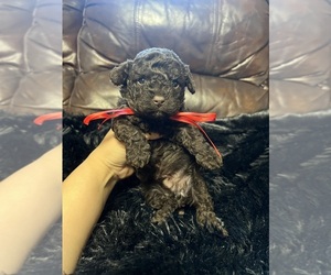 Poodle (Toy) Puppy for sale in JEFFERSONVILLE, IN, USA