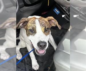 American Pit Bull Terrier Dogs for adoption in Houston, TX, USA