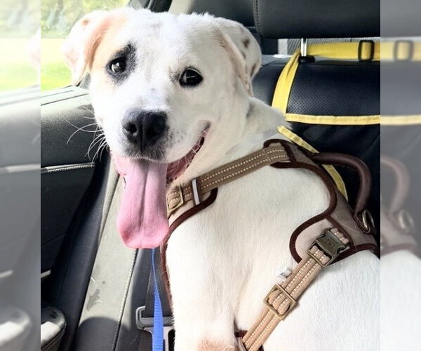 Medium Photo #4 Labrador Retriever-Unknown Mix Puppy For Sale in Houston, TX, USA
