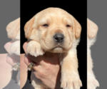 Small Photo #3 Labrador Retriever Puppy For Sale in AMBOY, WA, USA