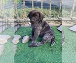 Small Photo #1 German Shorthaired Pointer Puppy For Sale in ENOLA, PA, USA