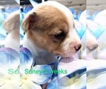 Small Photo #3 Chihuahua Puppy For Sale in MANCHESTER, PA, USA
