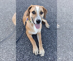 Gunner - Male Mountain Cur-Unknown Mix Dog for Adoption - Photo #7