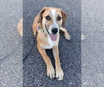 Small Photo #7 Mountain Cur-Unknown Mix Puppy For Sale in Cookeville, TN, USA