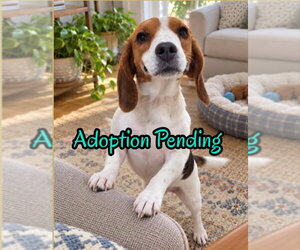 Beagle Dogs for adoption in Dunnellon, FL, USA