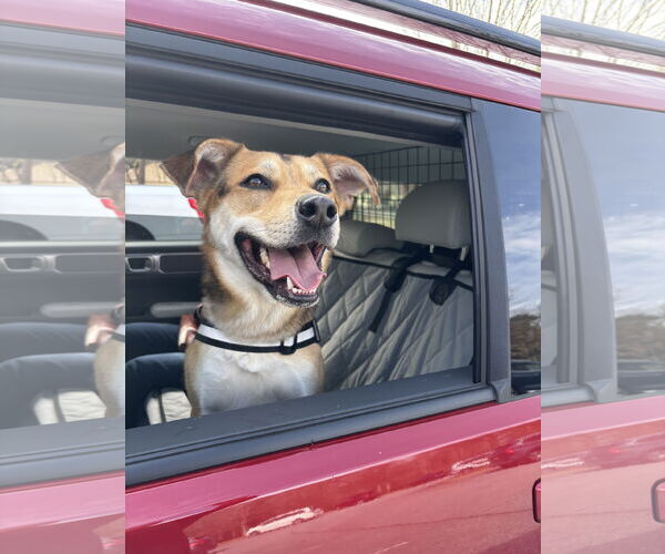 Medium Photo #2 Mutt Puppy For Sale in Rockaway, NJ, USA