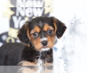 King Charles Yorkie Puppy for sale in BEL AIR, MD, USA