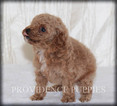 Small Photo #18 Poodle (Miniature) Puppy For Sale in COPPOCK, IA, USA