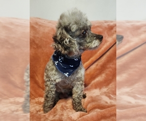 Father of the ShihPoo puppies born on 05/15/2025