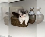 Small #2 Pomeranian