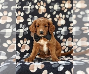 Goldendoodle (Miniature) Puppy for sale in DELTA, PA, USA