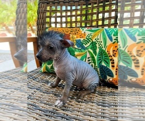 Chinese Crested Puppy for sale in GILBERT, AZ, USA