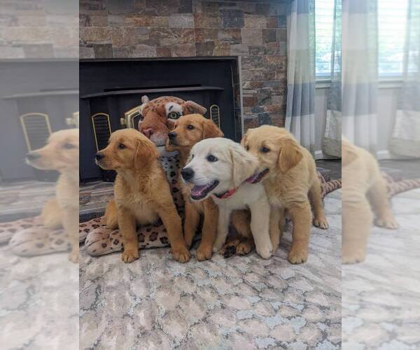 Medium Photo #4 English Cream Golden Retriever Puppy For Sale in SACRAMENTO, CA, USA