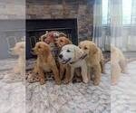 Small #3 English Cream Golden Retriever