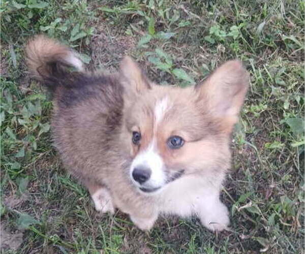 Medium Photo #3 Pembroke Welsh Corgi Puppy For Sale in MILTON, WI, USA