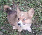 Small #2 Pembroke Welsh Corgi