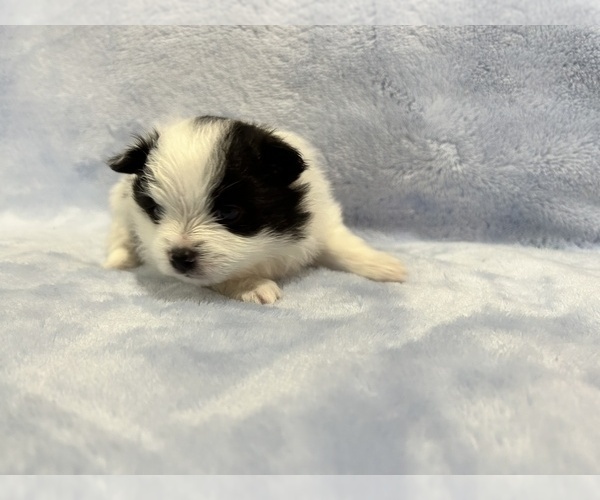Medium Photo #12 Pomeranian Puppy For Sale in DES MOINES, WA, USA