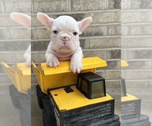 French Bulldog Puppy for sale in MIDDLEBURY, IN, USA