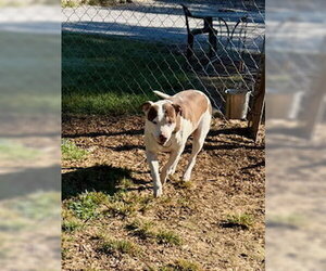 Mutt Dogs for adoption in Sparta, TN, USA