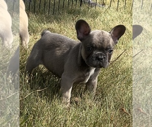 French Bulldog Puppy for sale in TRACYS LANDING, MD, USA