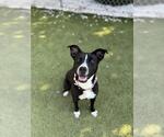 Small #2 American Pit Bull Terrier Mix