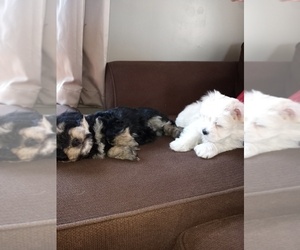 Morkie Puppy for sale in RIVES JCT, MI, USA