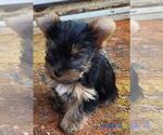 Small #11 Yorkshire Terrier