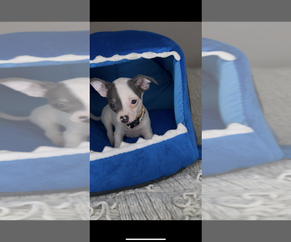 Medium Photo #2 Chihuahua Puppy For Sale in CHARLOTTE, NC, USA