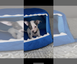 Small #1 Chihuahua
