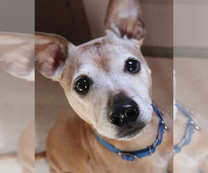 Greyhound-Jack Russell Terrier Mix Dogs for adoption in Kennesaw, GA, USA